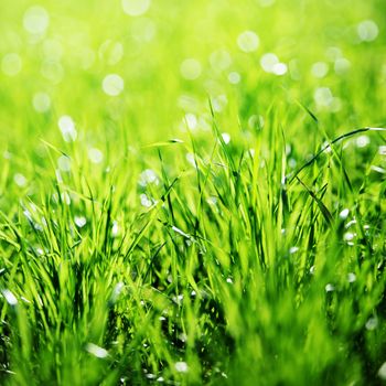 Extreme Close up of green grass with focus point.