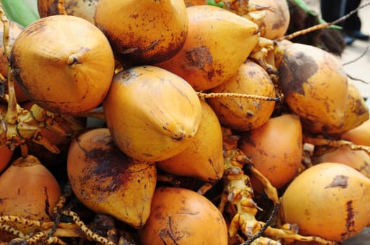 Closeup view of golden coconut fruits in Sri Lanka