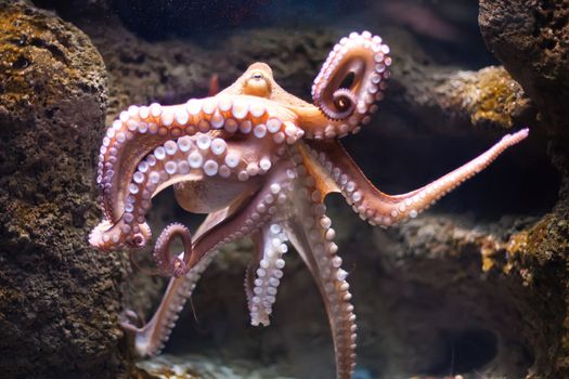 ethereal octopus from the depth (Octopus vulgaris)