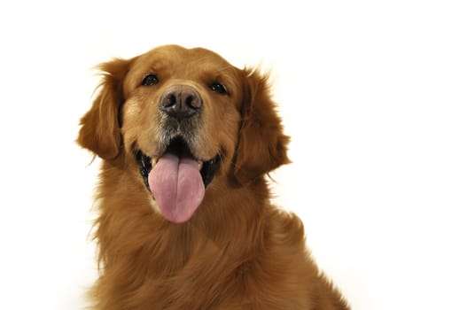 Golden retriever dog very expressive face, front, tongue. Happy and fun.
