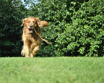 Golden retriever dog running in park with a toy in his mouth.