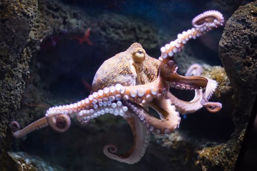 ethereal octopus from the depth (Octopus vulgaris)