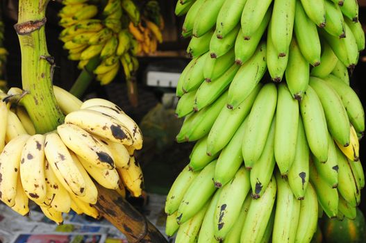Yellow and green banana fruits at a market