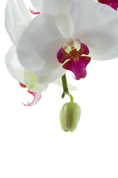 Orchid flowers on a white background. Isolated object. Background for graphic design