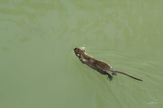 Nutria, swimming on the water