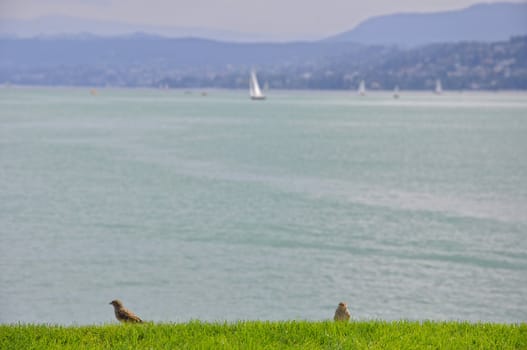 Birds looking the lake of Zurich. Outdoor with alps view in the background.