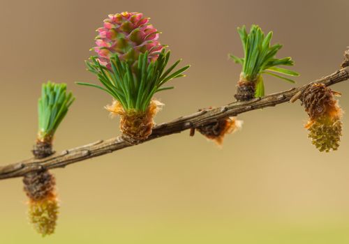 Larch flower