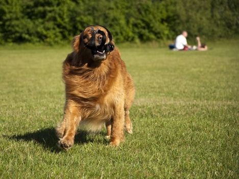 Golden retriever playing in park. Green and sunny.