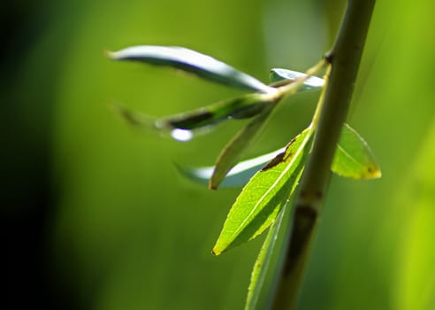 Green leaf close up.