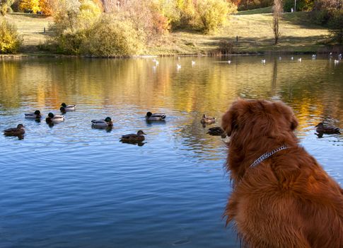 Golden retriever waiting for the ducks in a pier. Funny.