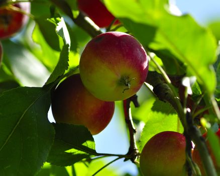 Apple tree. Summer season.