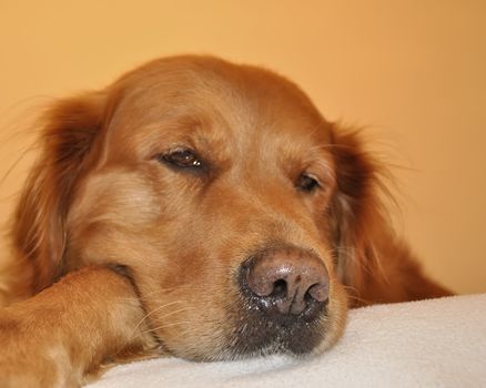 Golden retriever dog very expressive face. Background with color. Relax.