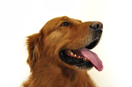 Golden retriever labrador face close up view.