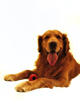 Golden retriever dog very expressive face. Lying with red toy. Looking at the camera.