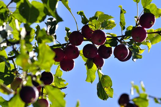 Apple tree. Diet, fresh and healthy.