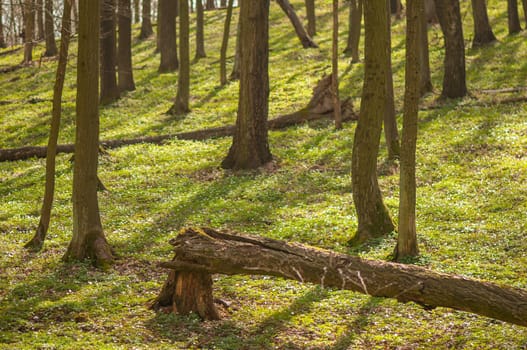 Spring forest