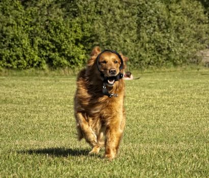 Golden retriever playing in park. Green and sunny.