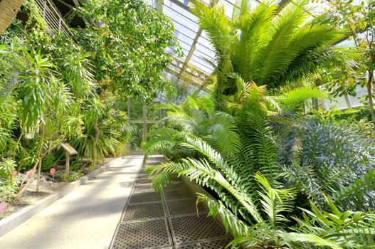 Tropical Plants in a greenhouse at botanic garden, Madrid, Spain.