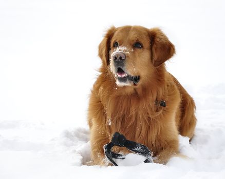 Golden retriever in the snow. Happy dog. 