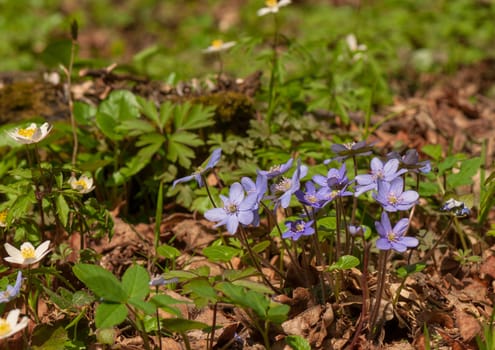 Hepatica