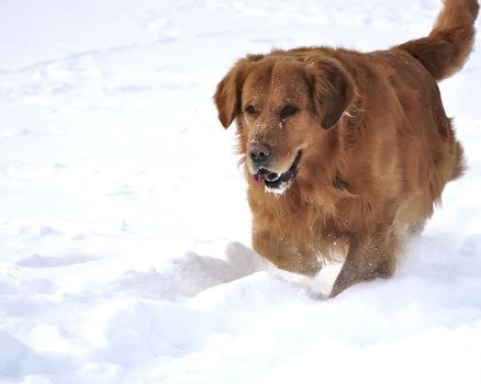 Golden retriever in the snow. Happy dog. 