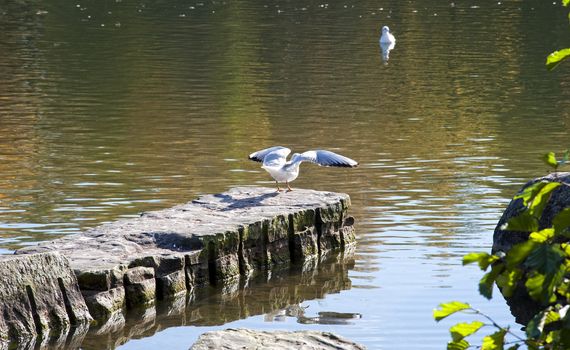 Gull ready to flight in a rock pier.