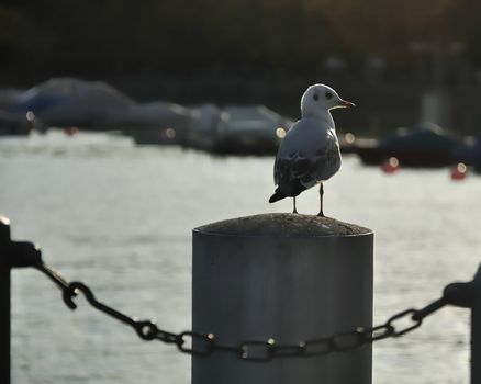 Gull in pier. Lake in background. Close up view.