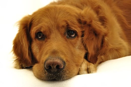 Golden retriever dog lying with sad face. Worried and thinking. Expressive eyes.
