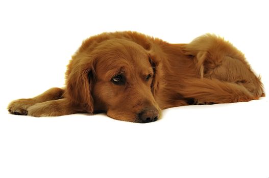 Golden Retriever dog. Sadness. Looking down.