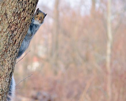 A Gray Squirrel perched on a tree trunk.