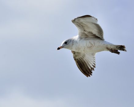 A ring-billed seagull in flight across a body of water.