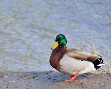 Mallard Duck standing on the bank of a stream.