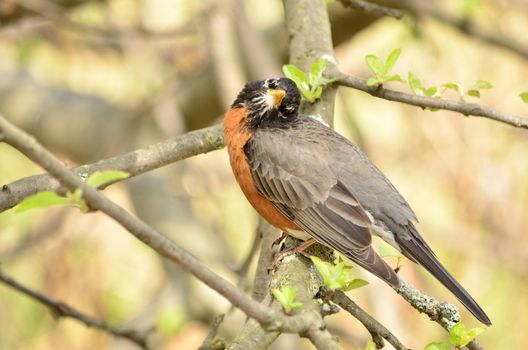 American Robin perched on a tree branch.