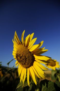 The warm yellow color os sunflowers announce summer