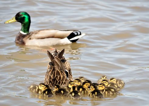 Mallard Ducklings swimming in a lake with the Mother duck.