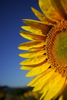 The warm yellow color os sunflowers announce summer