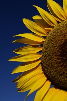 The warm yellow color os sunflowers announce summer