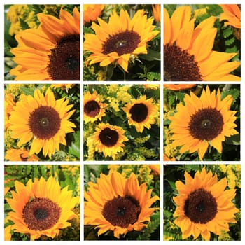 Nine different yellow sunflower images in a high resolution collage