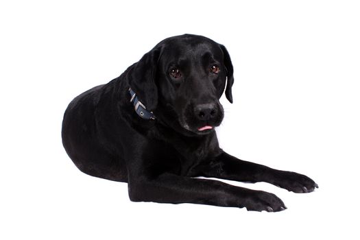 A scared black labrador dog, on white studio background.