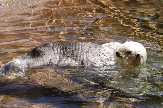 Swimming Otter