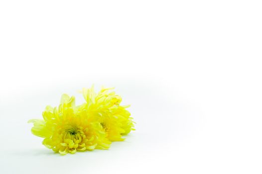 Yellow Chrysanthemums flower isolate on white background