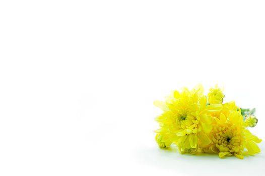 Yellow Chrysanthemums flower isolate on white background