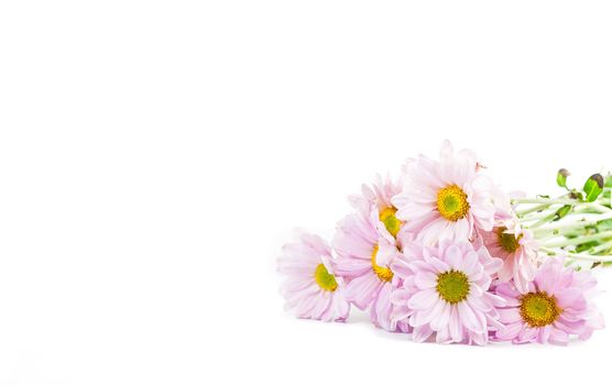 Blue Chrysanthemums flower isolate on white background