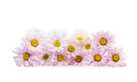 blue chrysanthemum flower isolate on white background