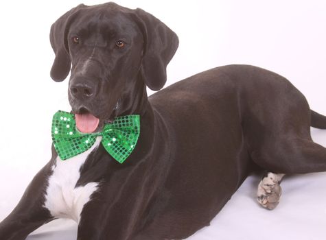 A dog, Great Dane, wearing a green bowtie.