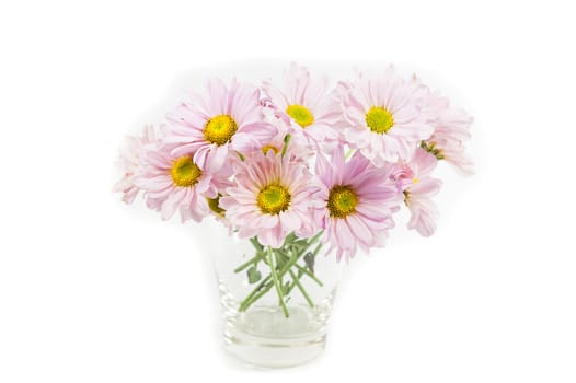 blue Chrysanthemum flower  in glass isolate on white background