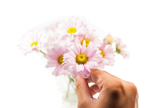 hand hold blue Chrysanthemum flower isolate on white background