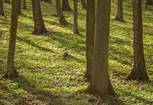 Spring forest