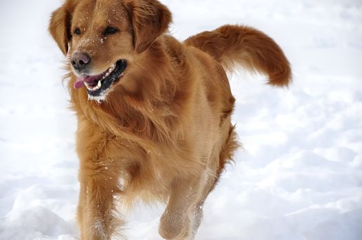 Golden retriever in the snow. Happy dog. 