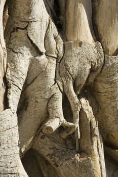 Texture of old wood stump. Background for graphic design.